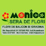 Flori de balcon si gradina