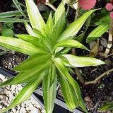 Dracaena 